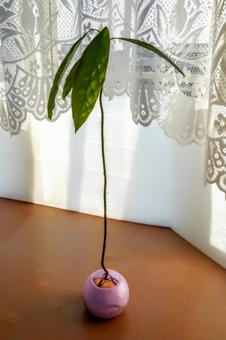 種から芽を出し成長してるアボガド 種から芽を出し成長してるアボガド アボガド,グリーン,植物の写真素材