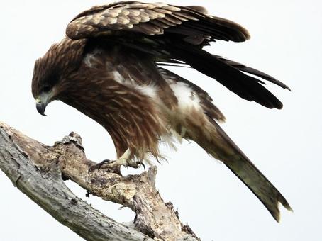 ポーズをとるトビ ポーズをとるトビ 鳥,野鳥,トビの写真素材