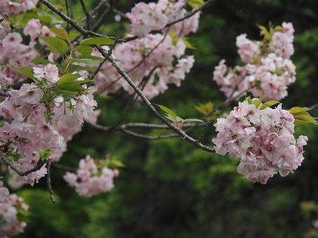 桜の花 桜の花の写真