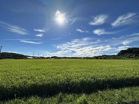 夏 田舎 景色 田んぼ 夏 田舎 景色 田んぼの写真