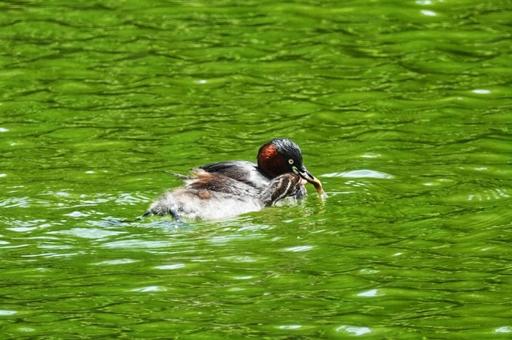 カイツブリの子育て カイツブリの子育ての写真
