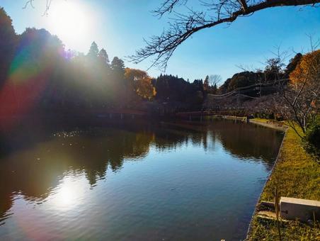 茂原公園の秋 茂原公園,弁天湖,紅葉の写真素材