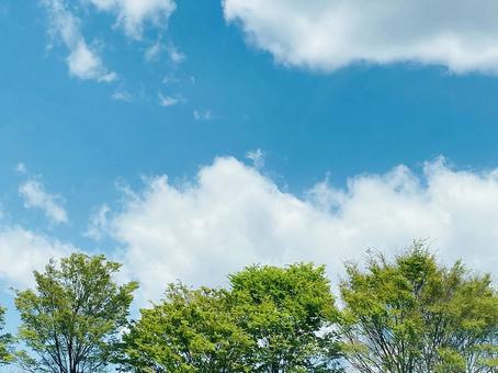 緑と空 緑と空の写真