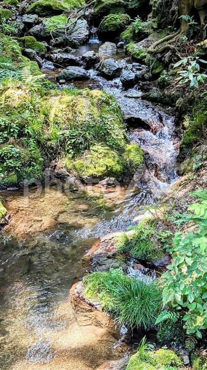 自然の中を流れる小川 小川,自然,水の写真素材
