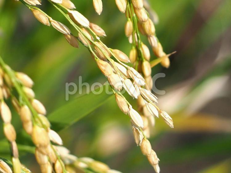 稲穂の実り 稲,稲穂,米の写真素材