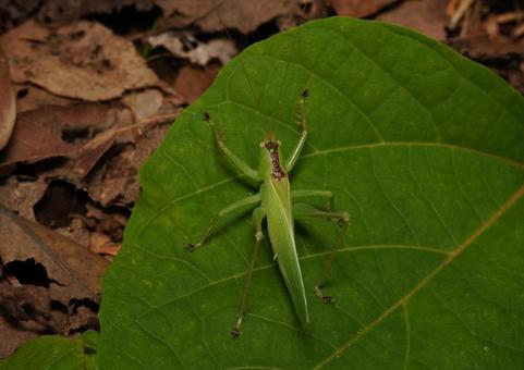 Photo, asarum caulescens (species of wild ginger), crying insects, grasshopper, 