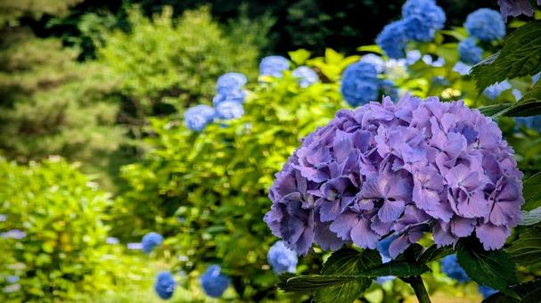 夏の彩り、紫のアジサイ 夏の彩り、紫のアジサイ 紫陽花,アジサイ,紫の写真素材