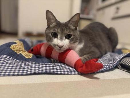 見つめるシロサバ猫 見つめるシロサバ猫の写真