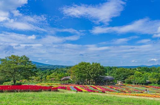 栃木県那須町 那須フラワーワールド 栃木県那須町 那須フラワーワールドの写真