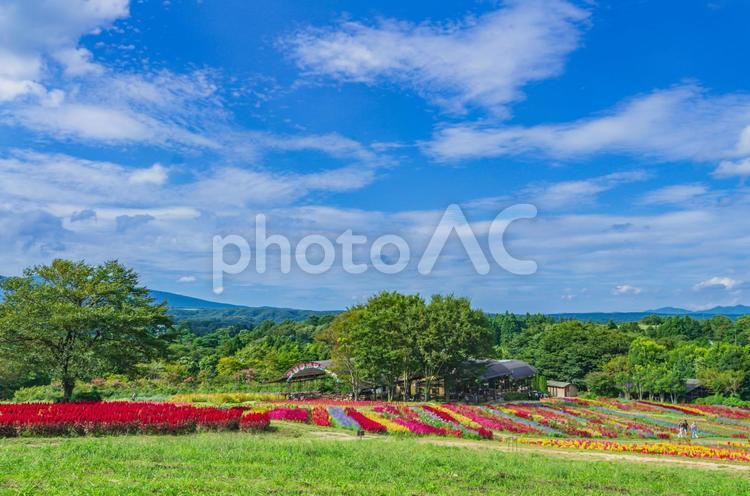 栃木県那須町　那須フラワーワールド 栃木県,那須町,那須高原の写真素材