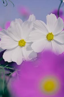 コスモスの写真