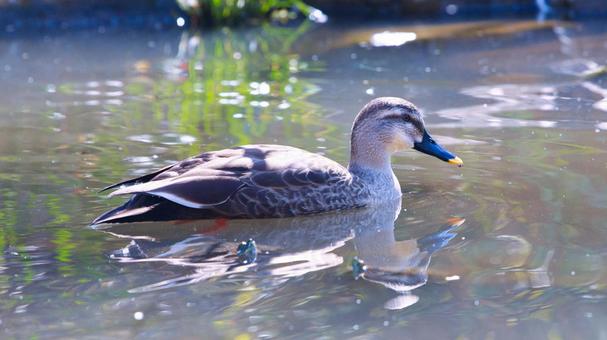 池に浮かぶカモ 池に浮かぶカモの写真