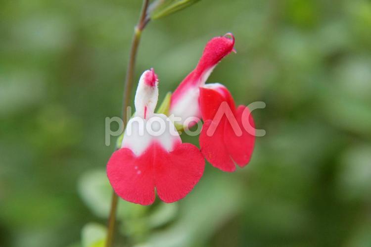 チェリーセージのクローズアップ チェリーセージ,ユニーク,鮮やかの写真素材