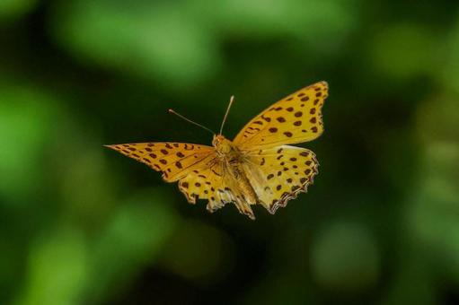 Photo, প্রজাপতি, মাছি, পোকা, 