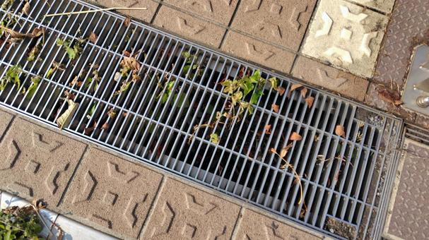 排水溝 排水溝,野外,落ち葉の写真素材