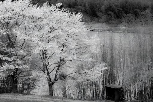 吉野川の岸辺に立つ桜 吉野川の岸辺に立つ桜 桜,モノクロ,満開の写真素材