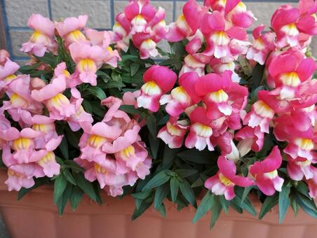 ピンクの金魚草　プランター植え 金魚草,キンギョソウ,ピンク色の写真素材