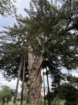 ねじれ大木の写真