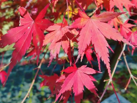 紅葉 秋,自然,夕日の写真素材