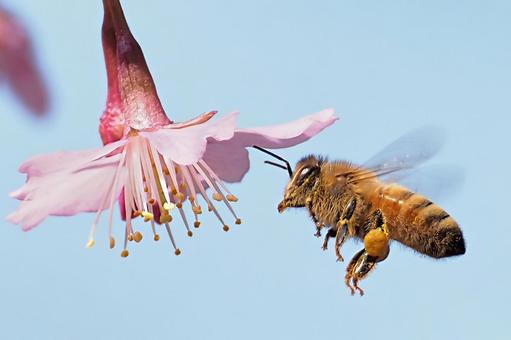 河津桜にミツバチ ミツバチ,セイヨウミツバチ,蜂の写真素材