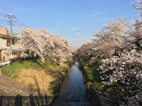 青空と満開の桜並木 桜,桜並木,春の写真素材