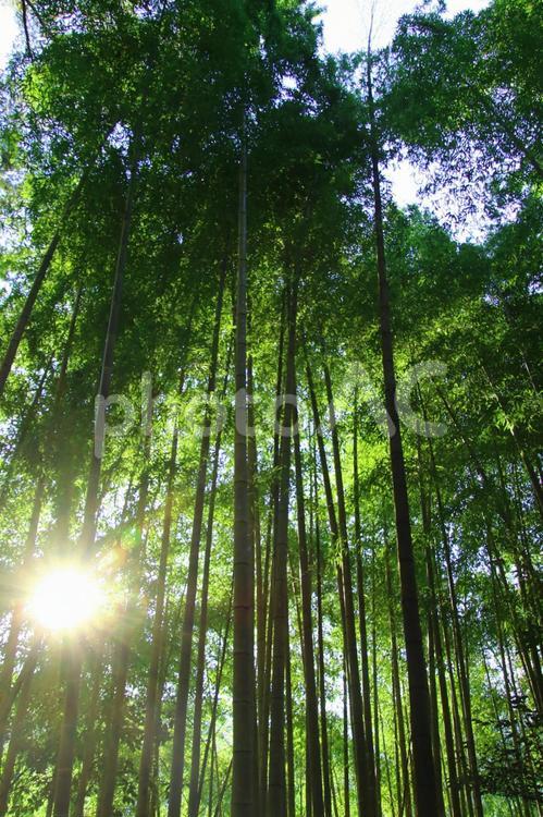 竹林に差し込む光 竹林,竹,葉の写真素材