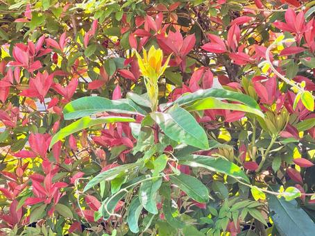 黄金色の草花の写真