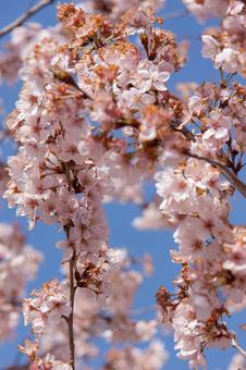 桜の写真