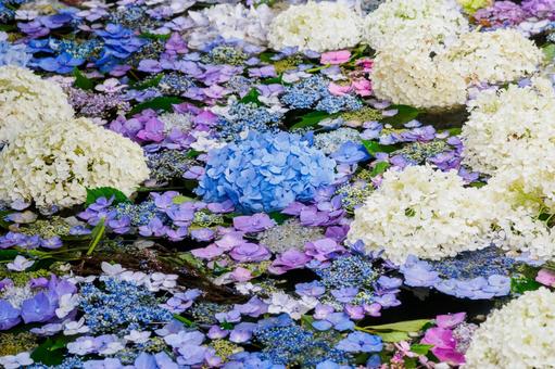 Photo, temple, hydrangea, oshu yanatsu kokuzoson, 