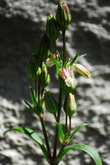 フシグロ③ フシグロ,花,赤茶の写真素材