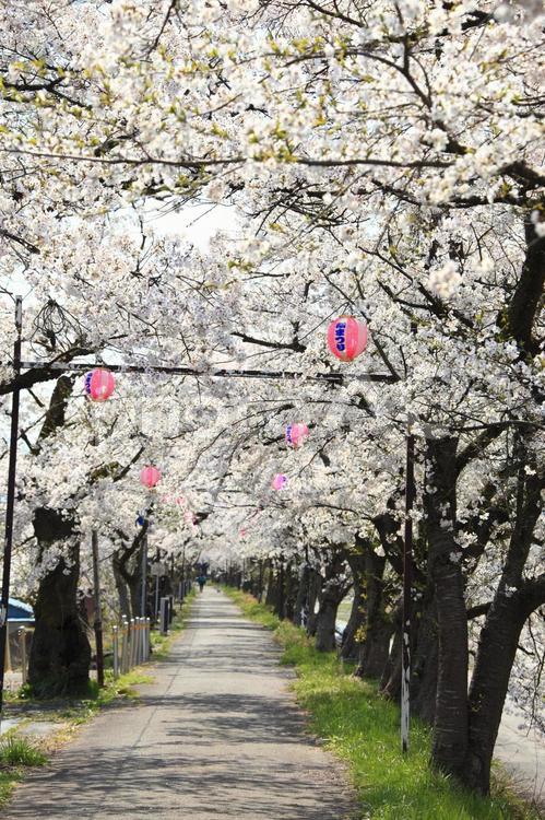 ソメイヨシノのトンネル 弁天桜,ソメイヨシノ,サクラの写真素材