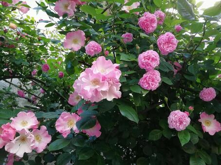 バラ12_ガーデンローズ バラ,薔薇,ガーデンの写真素材