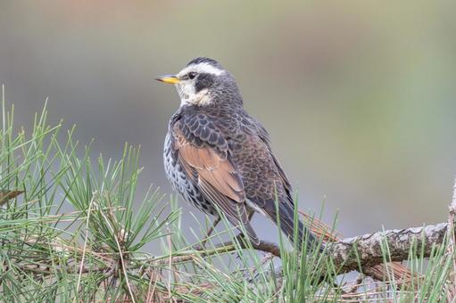 ツグミ ツグミ,野鳥,鳥の写真素材