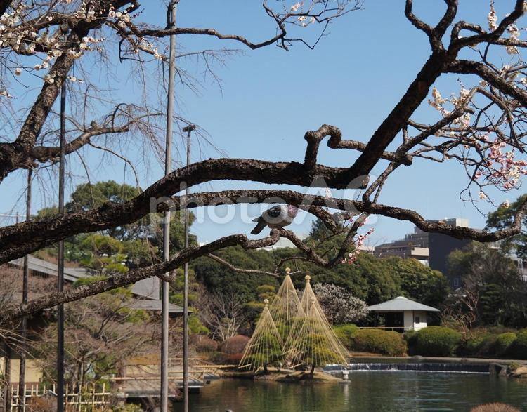 平成庭園の風景 平成庭園,行船公園,江戸川区の写真素材