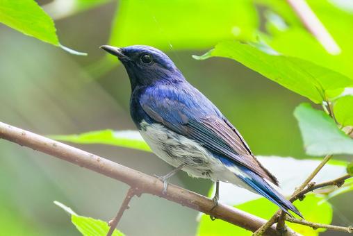 可愛く綺麗な鳥オオルリ オオルリ,大瑠璃,オスの写真素材