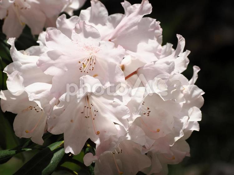 シャクナゲのある風景 シャクナゲ,しゃくなげ,石楠花の写真素材