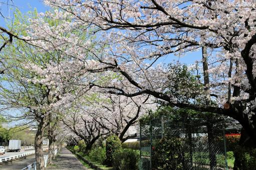 春風になびく桜 春風になびく桜の写真