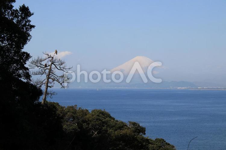 江の島からの富士 富士山,江の島,海の写真素材