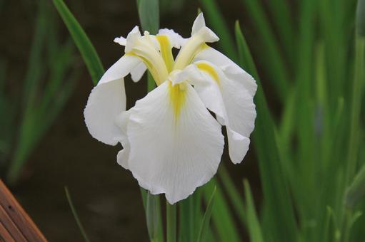 ハナショウブ・花菖蒲 ハナショウブ・花菖蒲の写真