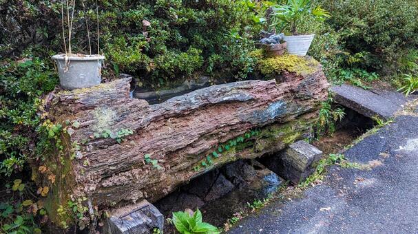 木の水場 木,苔,水場の写真素材