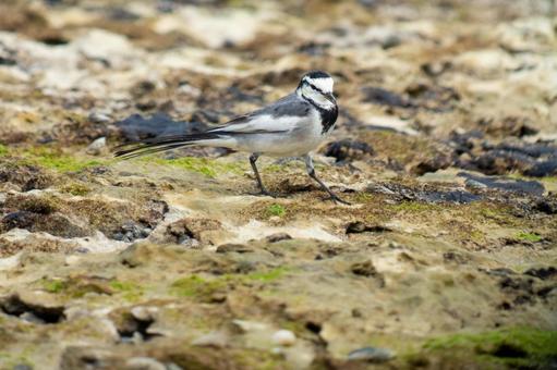 ハクセキレイ ハクセキレイ ハクセキレイ,鳥,野鳥の写真素材