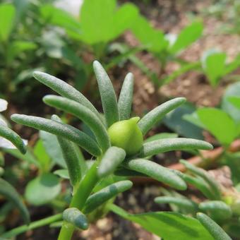 マツバボタン（松葉牡丹） マツバボタン,松葉牡丹,花の写真素材