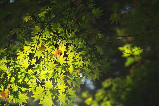 もみじ もみじ もみじ,太陽光,木漏れ日の写真素材