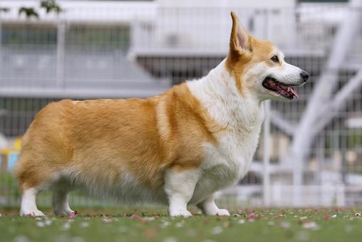 Corgi at the dog run, JPG Corgi at the dog run, JPG