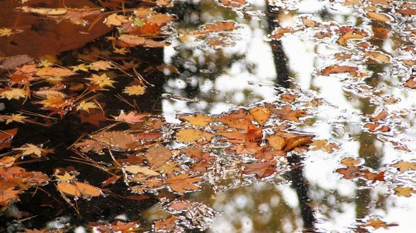 清流を流れる鮮やかな紅葉の落ち葉 紅葉,落ち葉,秋の写真素材