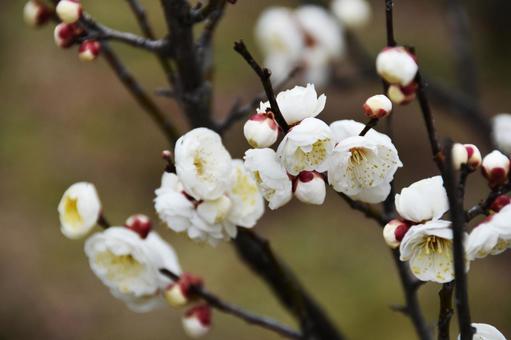 Plum (Tamabotan), JPG Plum (Tamabotan), JPG