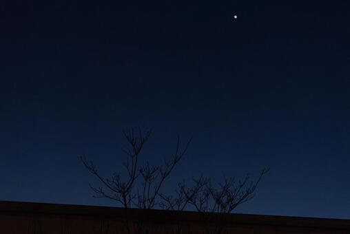夜空に浮かぶハナミズキの枯木と輝く星 ハナミズキ,枯木,冬枯れの写真素材