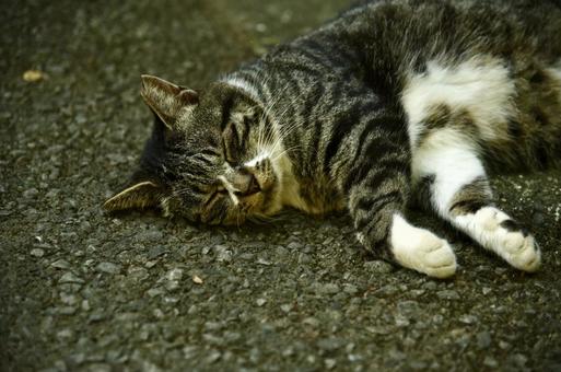 お昼寝中の猫③ お昼寝中の猫③ 猫,お昼寝中,地域猫の写真素材
