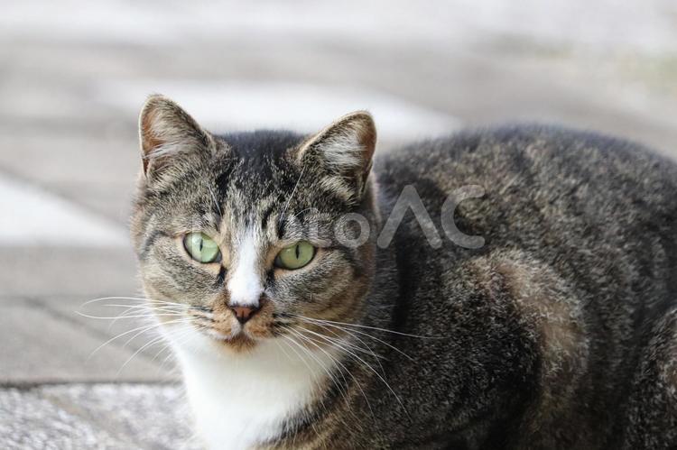 じっと見つめるキジネコ キジネコ,白キジ,黒キジの写真素材