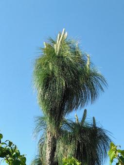 雌花と雄花が育つ春の大王松 雌花と雄花が育つ春の大王松 松,大王松,木の写真素材